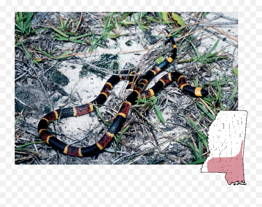 Mdwfp - Venomous Snakes Of Mississippi Red And Black Snake Mississippi Emoji,South Side Serpents Logo