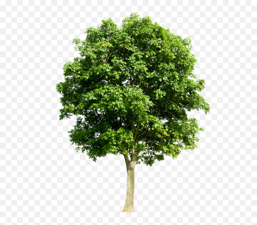 Transparent Fruit Tree Png - Royalty Free Tree Emoji,Trees Png
