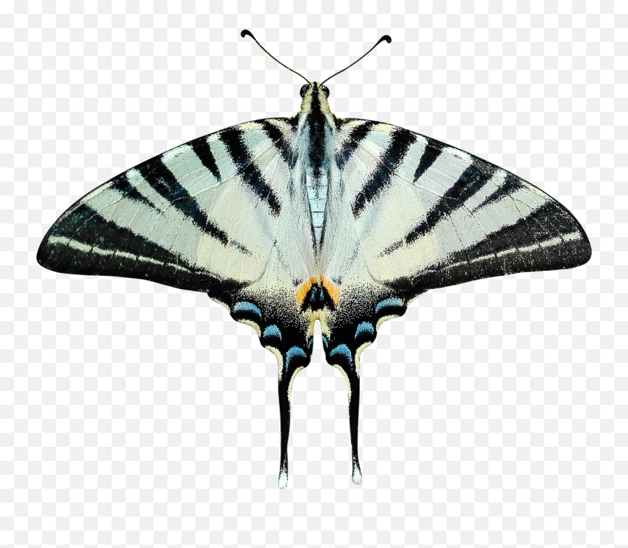 Butterfly Png Transparent - Transparent Moth Emoji,Moth Transparent