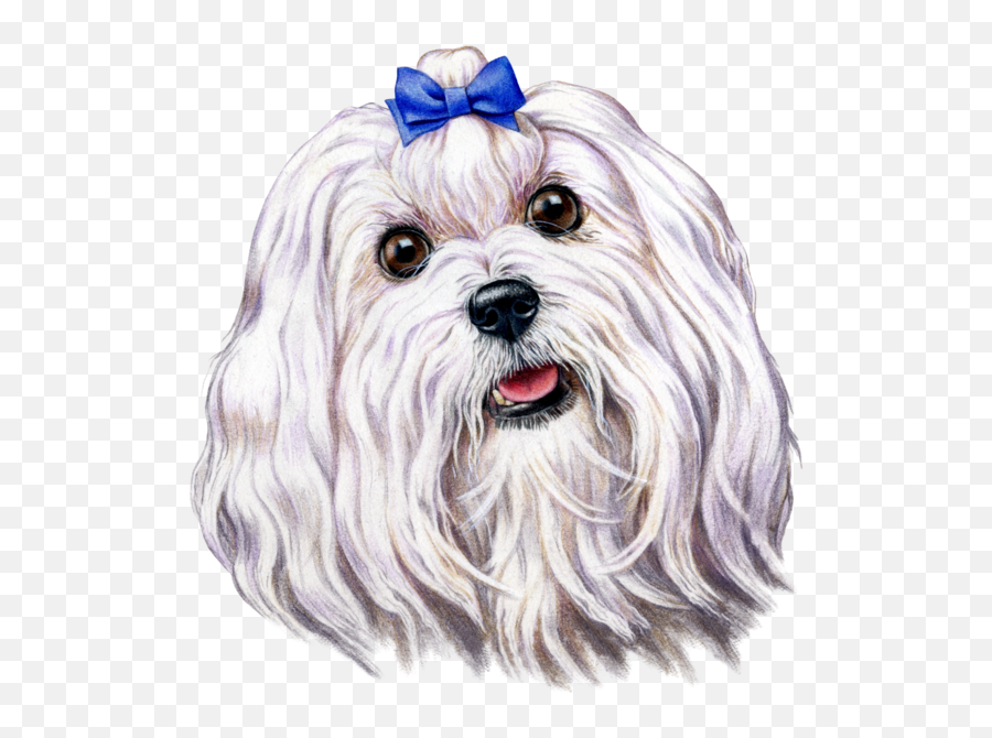 Dog Paw Print - Maltese Dog Png Download Original Size Caricatura Raza Bichon Maltes Emoji,Dog Paw Print Png