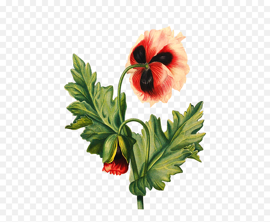 Flower Drawing Poppy - Flower Png Download 525750 Free Transparent Background Flower Drawings Transparent Emoji,Poppy Flower Clipart