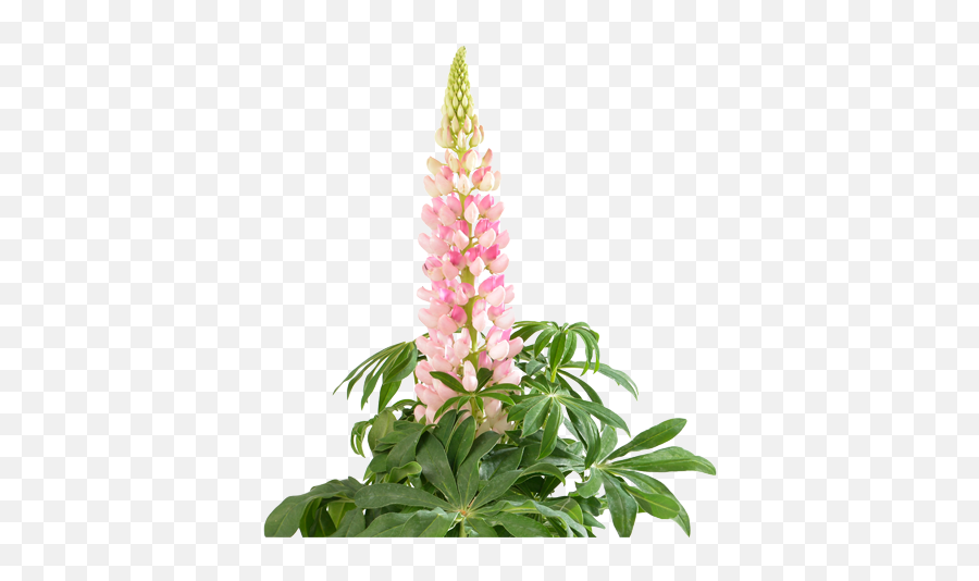 Floragran Flower Seeds - What The Grower Was Waiting For Lupine Emoji,Wildflower Png