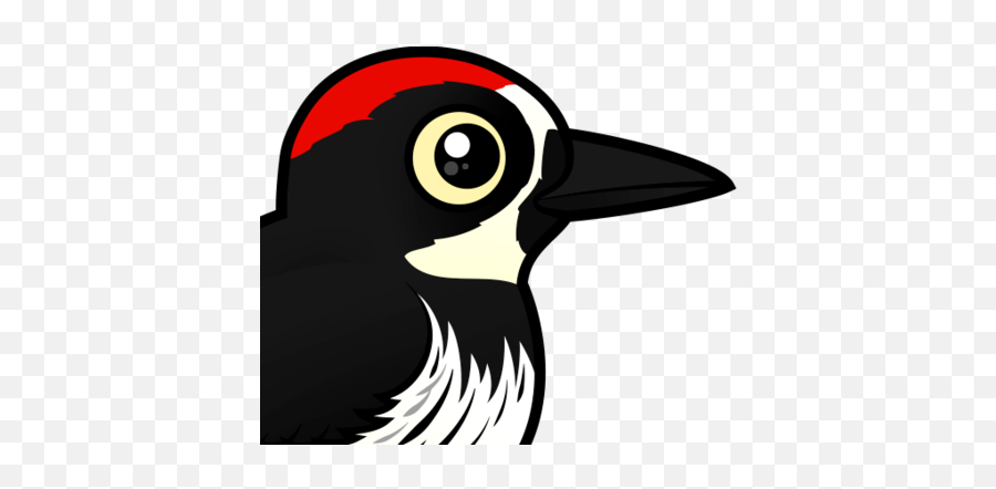 Cute Acorn Woodpecker Meet The Birds - Clip Art Acorn Woodpecker Emoji,Acorn Clipart Black And White