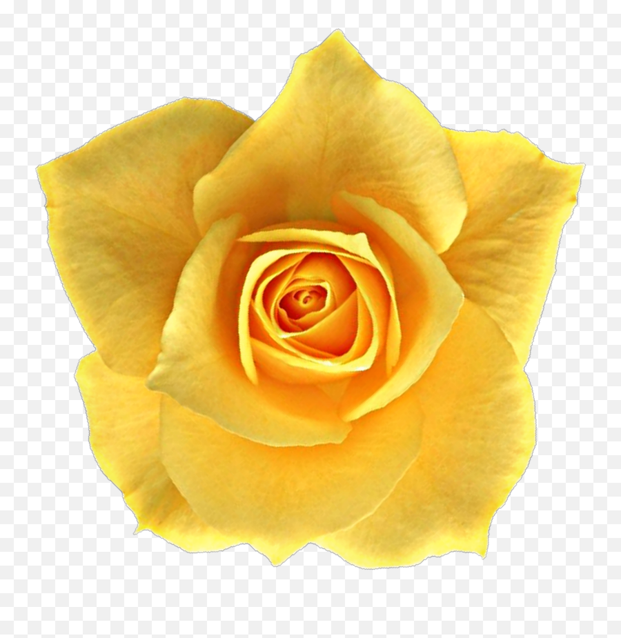 Yellowflower Beautiful Sticker By Jennyshaghira - Fresh Emoji,Nature Clipart