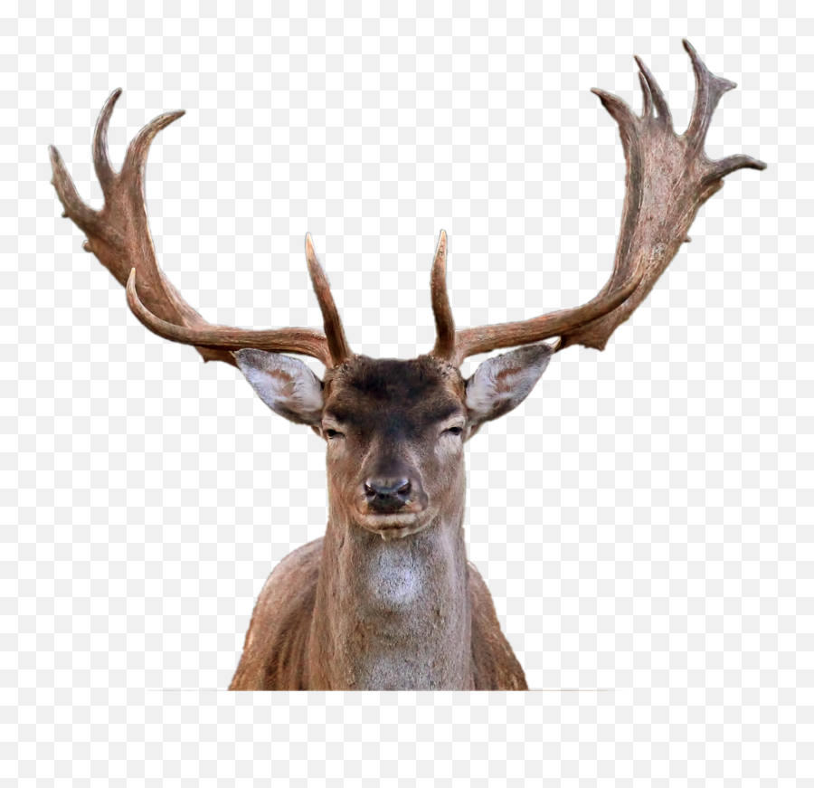 Hirsch Fallow Deer Antler Png Picpng - Reindeer Head Emoji,Reindeer Antlers Png