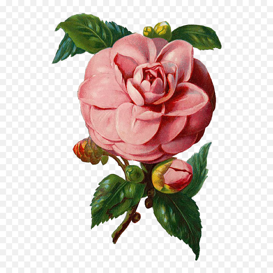 Free Vintage Pink Rose Graphic U2013 Avalon Rose Design - Logo Vintage Rose Vector Emoji,Pink Rose Png