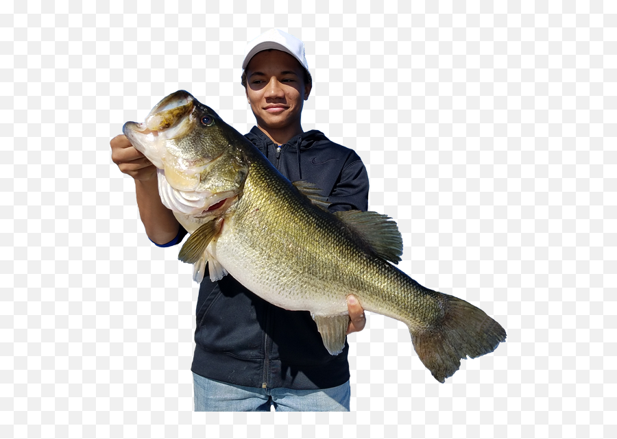 Orlando Bass Fishing Guide Near Disney World In Orlando Florida - Pull Fish Out Of Water Emoji,Bass Fish Png