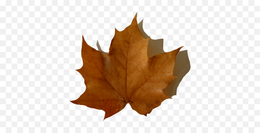 Fall Leaves Clip Art - Beautiful Autumn Clipart U0026 Graphics Brown Fall Leaf Clipart Emoji,Leave Png