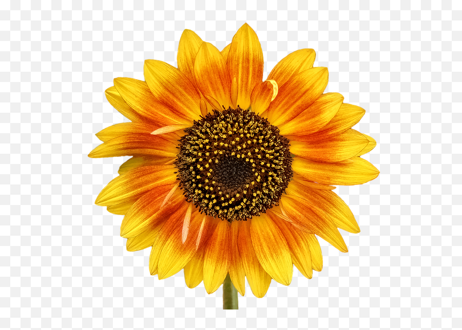 Com Store The Sun The Flowers Beetle - Stickers Sunflower Emoji,Summer Flowers Clipart