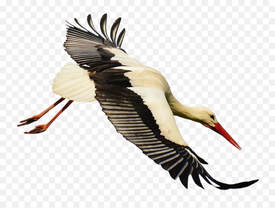 Stork Download Transparent Png Image Emoji,Stork Png