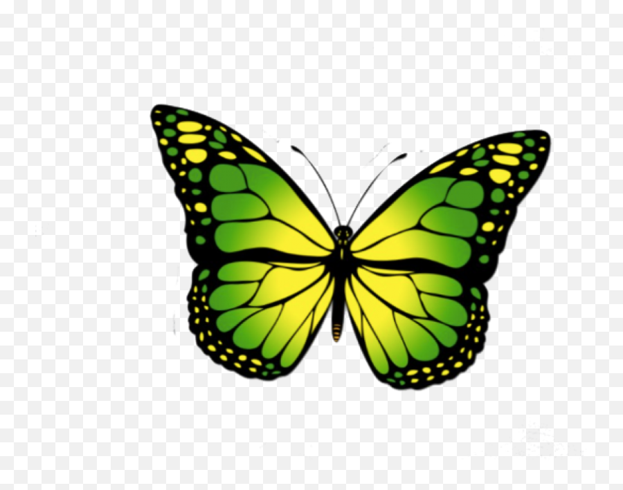 Butterfly Png Photos - Green Monarch Butterfly Png Emoji,Butterfly Png