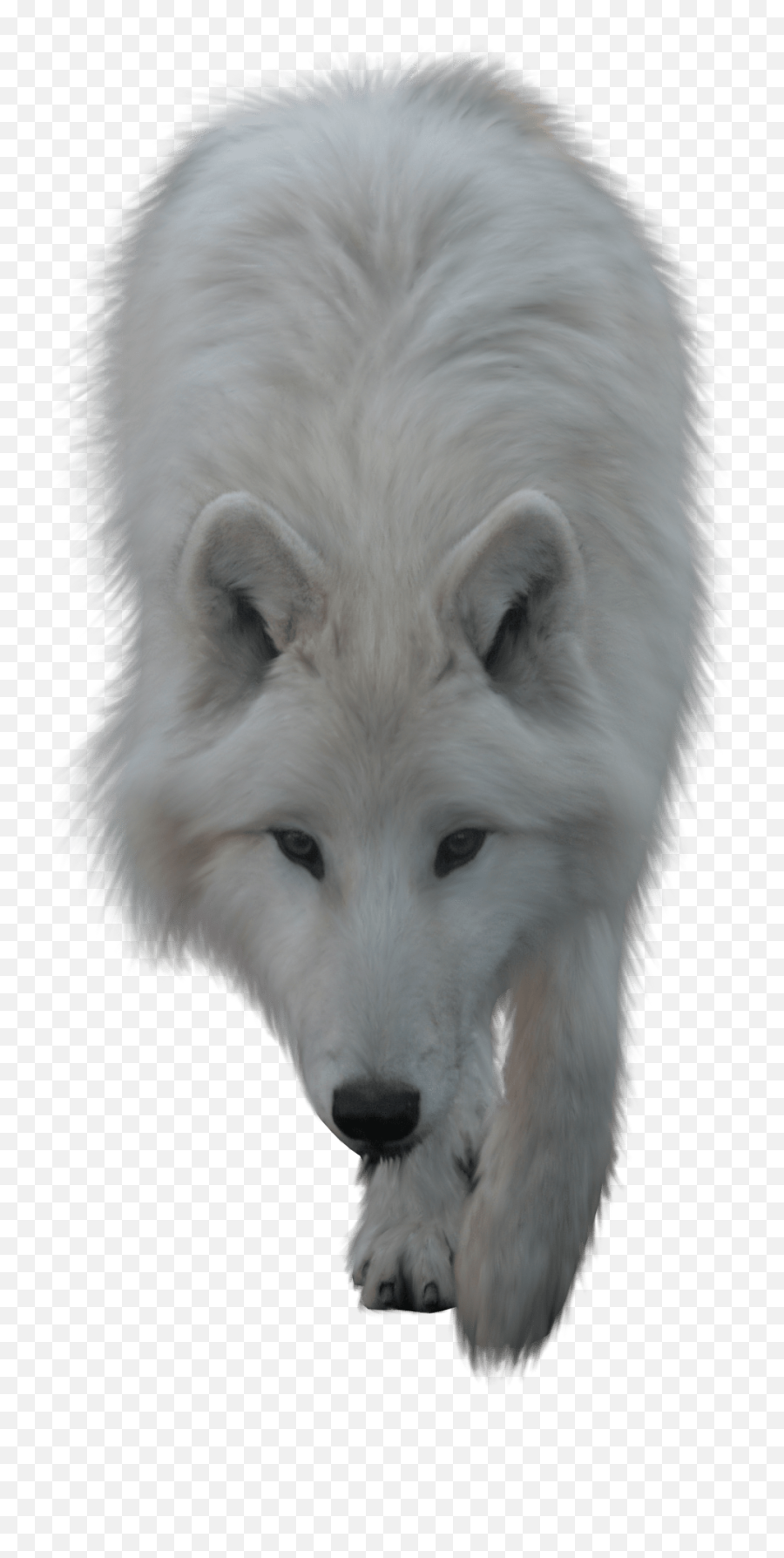 Wolf White Transparent Png - White Wolf Png Emoji,Wolf Transparent