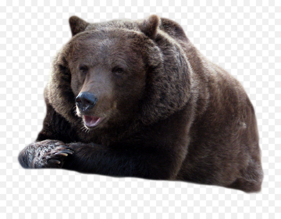 Bear Png Transparent Background Image - Hi Resolution Bear Png Emoji,Bear Transparent Background