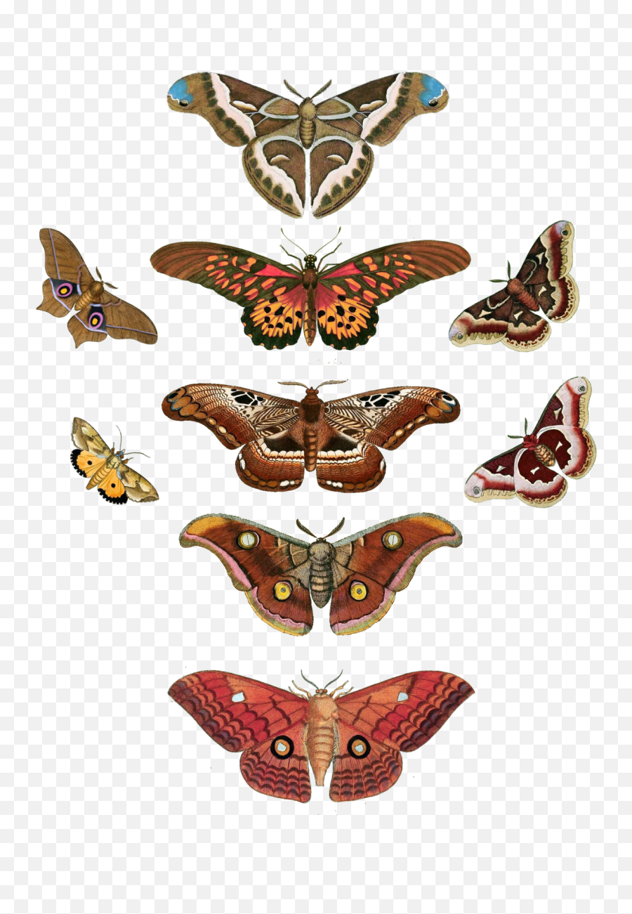 Butterfly Moth Moth Vintage Free Stock - Vintage Butterfly Png Emoji,Moth Transparent