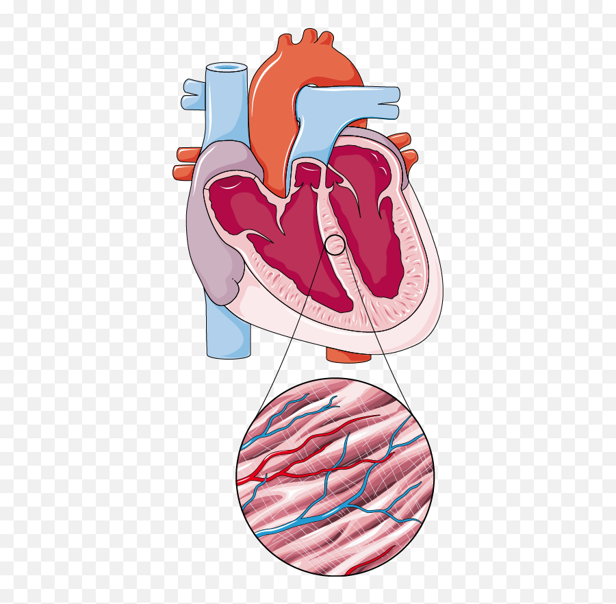 Coeura - Servier Medical Art Emoji,Human Heart Transparent Background