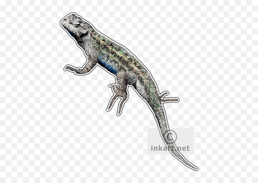 Download Leopard Lizard Clipart Pen - Blue Belly Lizard Blue Belly Lizard Png Emoji,Lizard Clipart