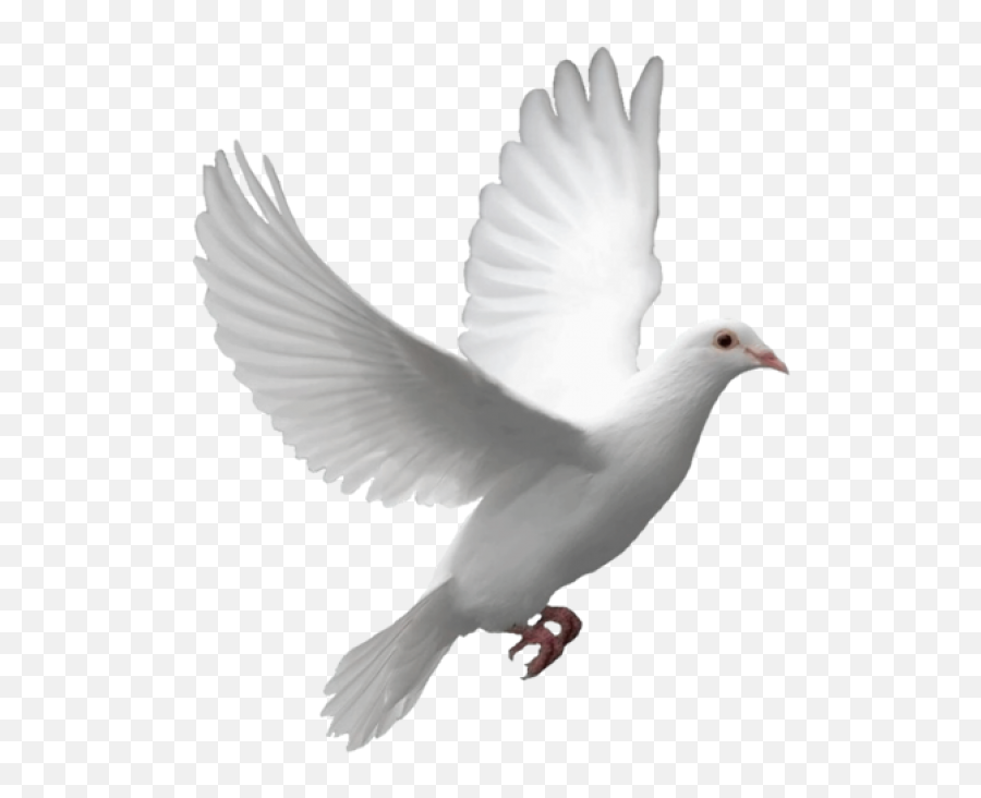 Flying Dove Transparent Png - Png Download Emoji,Paloma Png