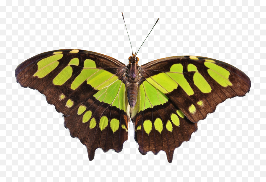 Butterfly Png Transparent Image Emoji,Butterfly Png