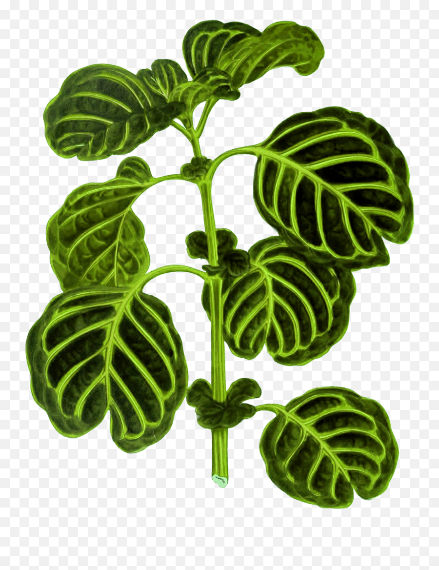 Foliage Leaf Plant Transparent Free Stock Photo - Public Fines Herbes Emoji,Leaf Transparent