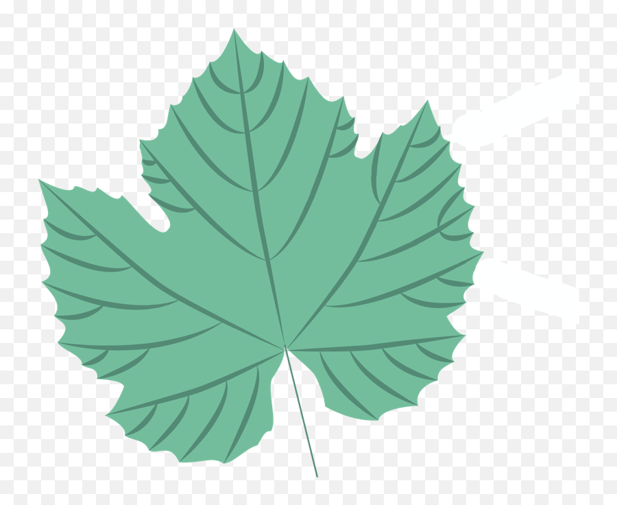 Filea Leafpng - Wikipedia Grape Leaves Emoji,Leaves Png