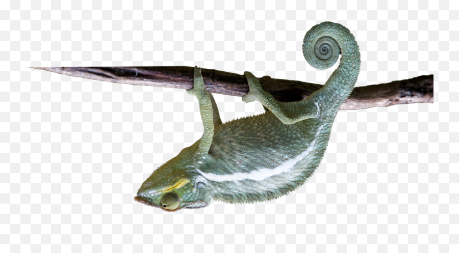 Chameleon - Amphibians Emoji,Chameleon Png