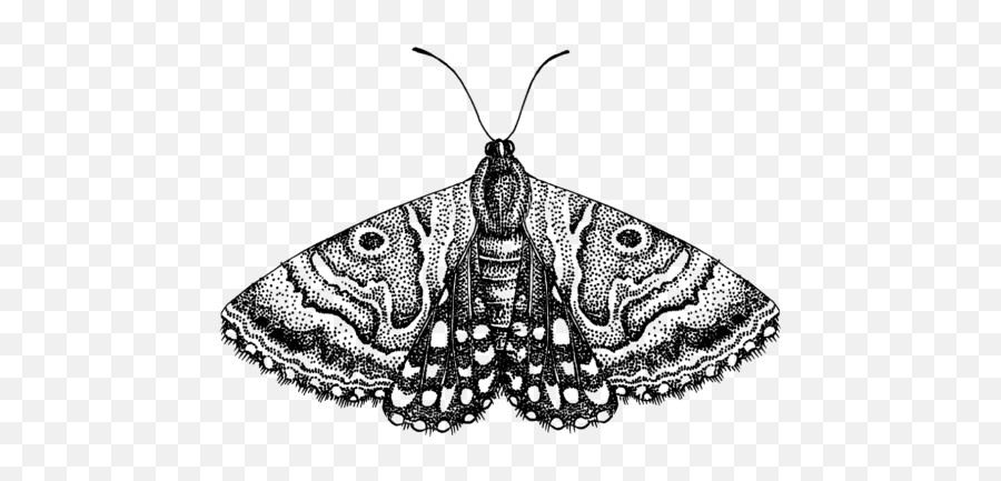 Moth Png Transparent Png Image With No - Moth Png Emoji,Moth Transparent