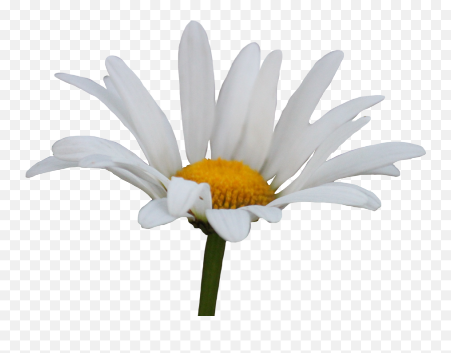 Shasta Daisy Png By Thy - Transparent Background White Daisy Emoji,Daisy Transparent Background