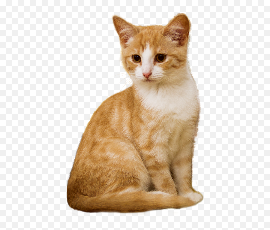 Cat Kitten Dog Pet Sitting - Cat Png Download 498720 Indian Cat Images Download Emoji,Cat Png