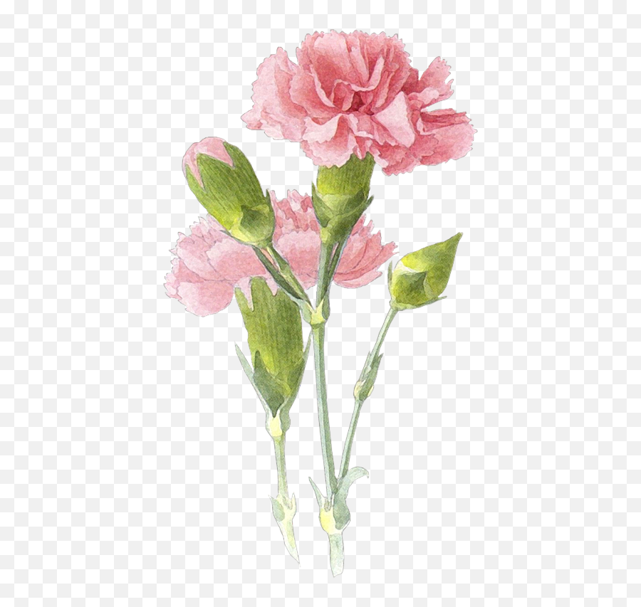 Drawn Carnation Transparent - Pink Carnation Watercolor Emoji,Carnation Png