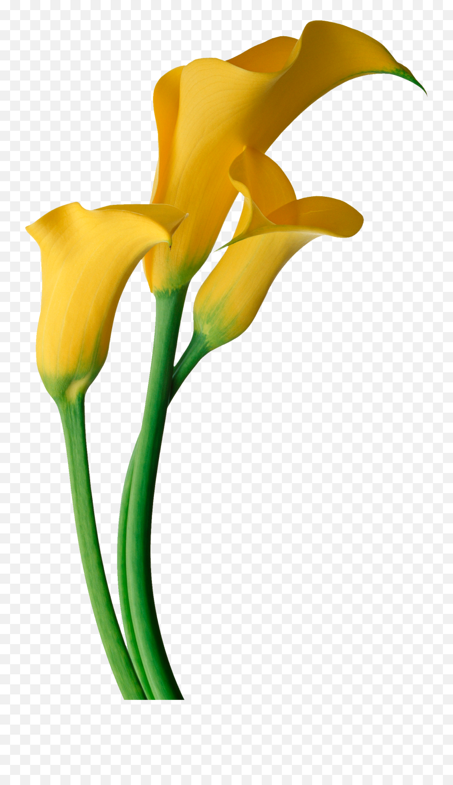 Easter Flower Transparent Background - Transparent Background Calla Lilies Png Emoji,Flower Transparent Background