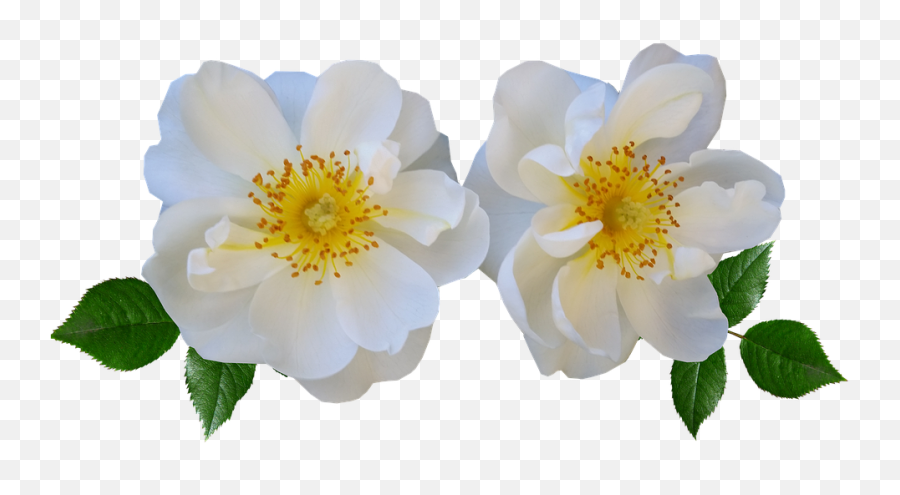 Free Photo Plant Cut Out White Flowers Roses Garden Nature Emoji,White Flower Transparent Background