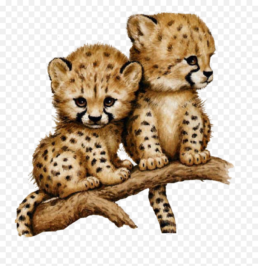 Cheetah Cubs Sticker By Cindy Mcdaniel Emoji,Cub Clipart