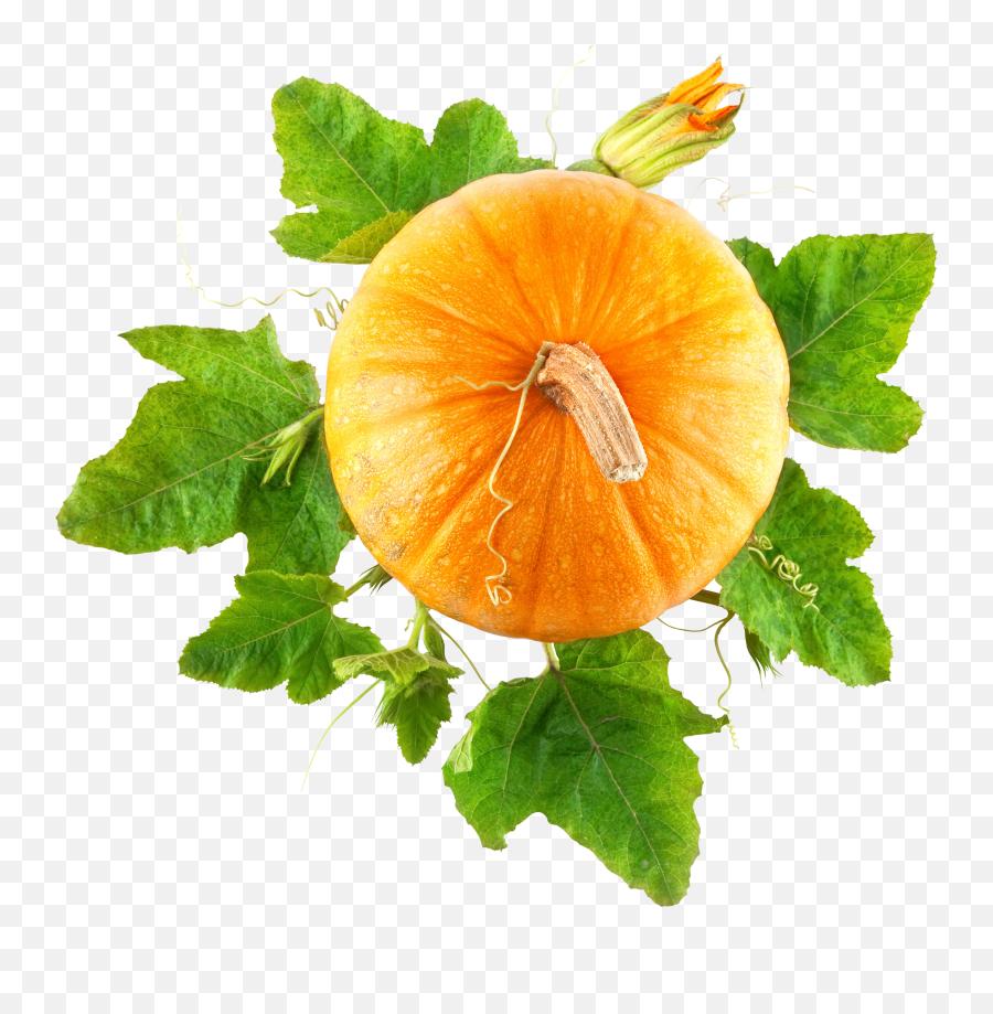 Pumpkin Png Free Download 43 Png Images Download Pumpkin - Pumpkin Plant No Background Emoji,Pumpkin Png