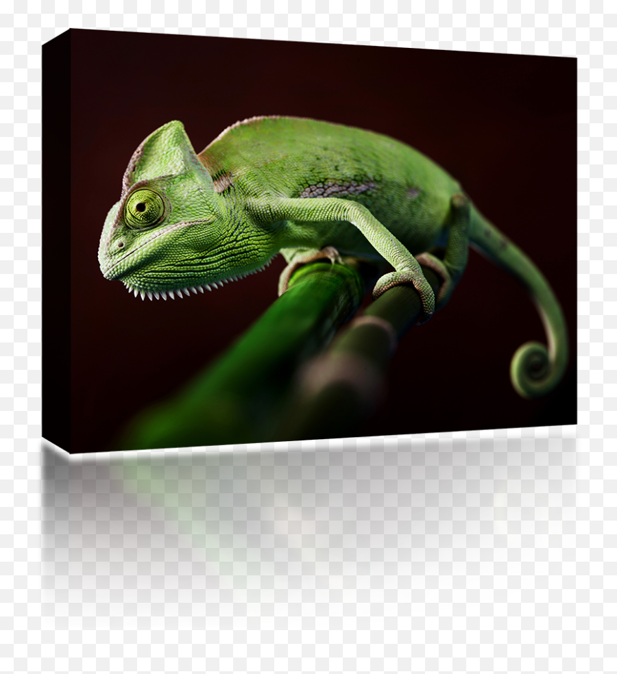 Veiled Chameleon Emoji,Chameleon Png