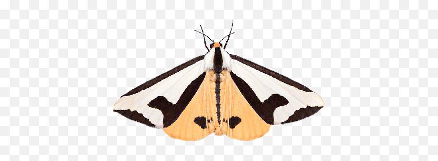Moth Things - Butterfly Emoji,Moth Transparent
