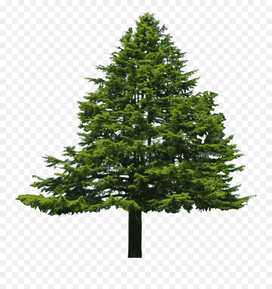 Hd Pine Tree Vector Clip Art Photos - Douglas Fir Png Douglas Fir Clipart Emoji,Pine Tree Clipart