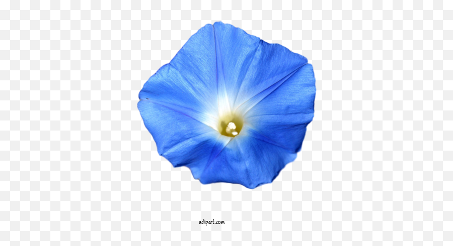 Flowers Beach Moonflower Cobalt Blue - Beach Moonflower Emoji,Blue Flower Clipart