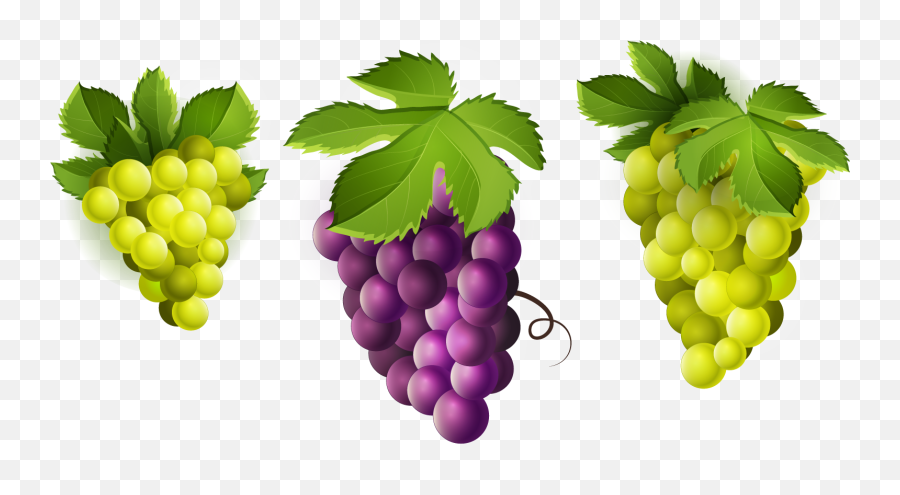 Grape Transparent Plant Png - Grapes Fruit Clipart Grape Clipart Emoji,Grapes Clipart