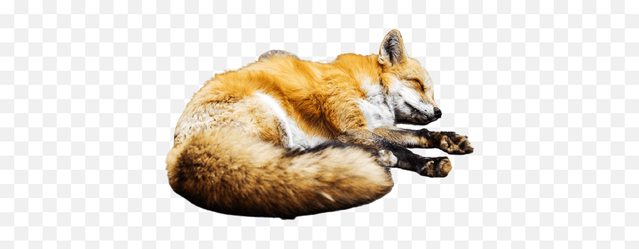 Best 51 Fox Png Hd Transparent Background A1png - Fox Laying On A Rock Emoji,Fox Transparent Background
