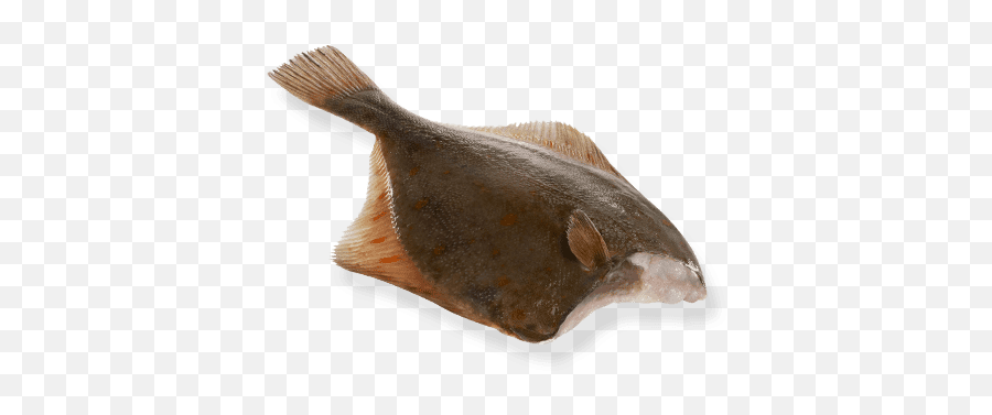 Flounder Head Emoji,Fish With Transparent Head