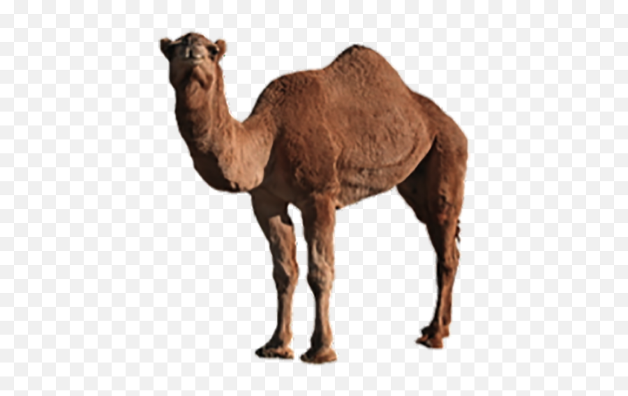 Stand Camel Png Images Download - Yourpngcom Emoji,Camel Transparent Background