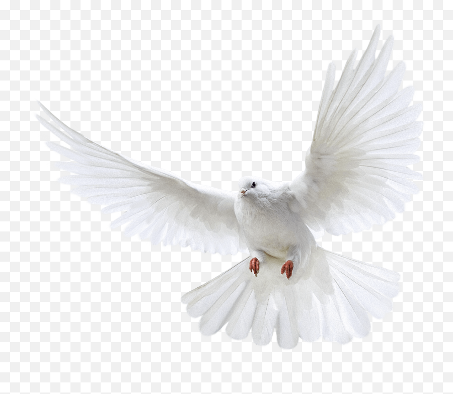 Paloma Png Images In Collection - Transparent Background Flying Pigeon Png Emoji,Paloma Png