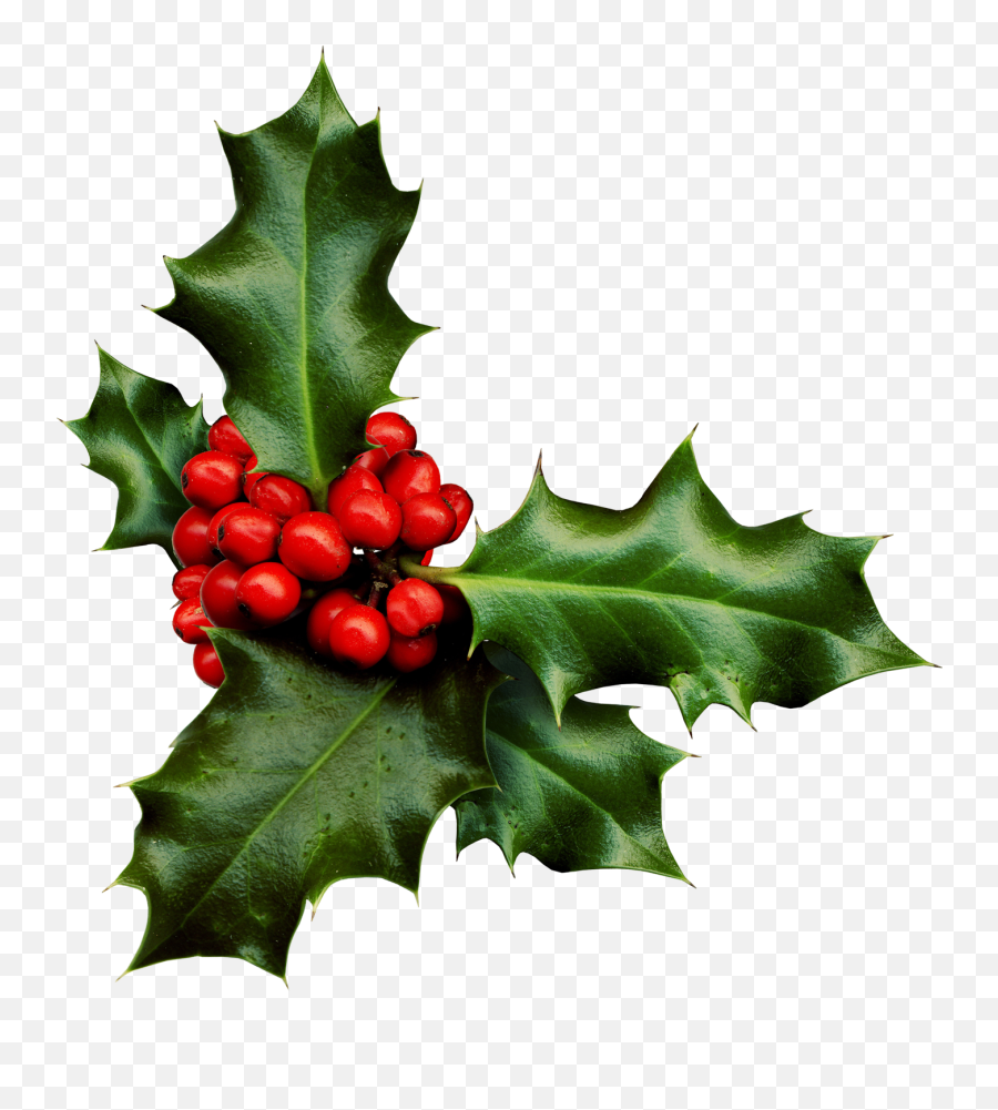 Download Holly Png Banner Black And - Holly Png Transparent Emoji,Holly Png