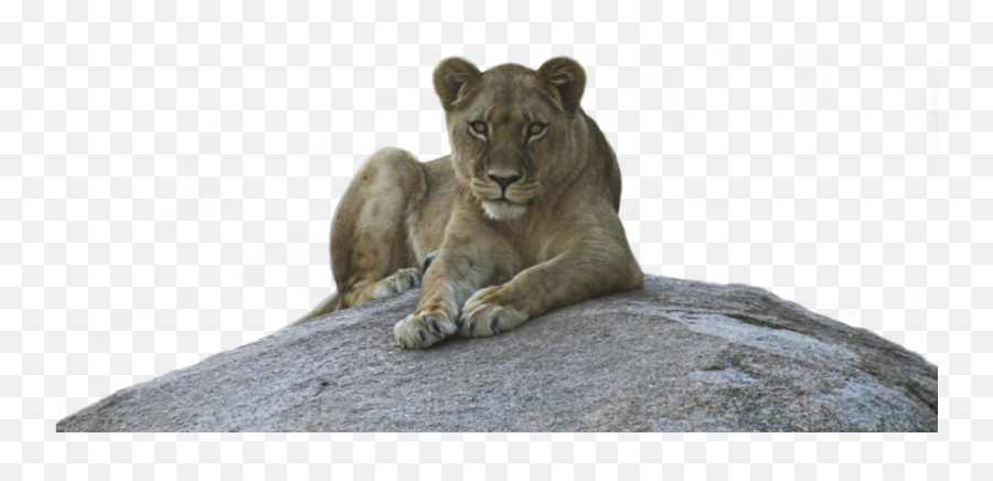 Lioness Png Background Image - Asiatic Lion Emoji,Lioness Png