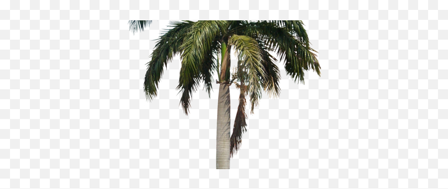 Palm Tree Png Transparent Palm Treepng Images Pluspng Palm - Fresh Emoji,Palm Tree Clipart