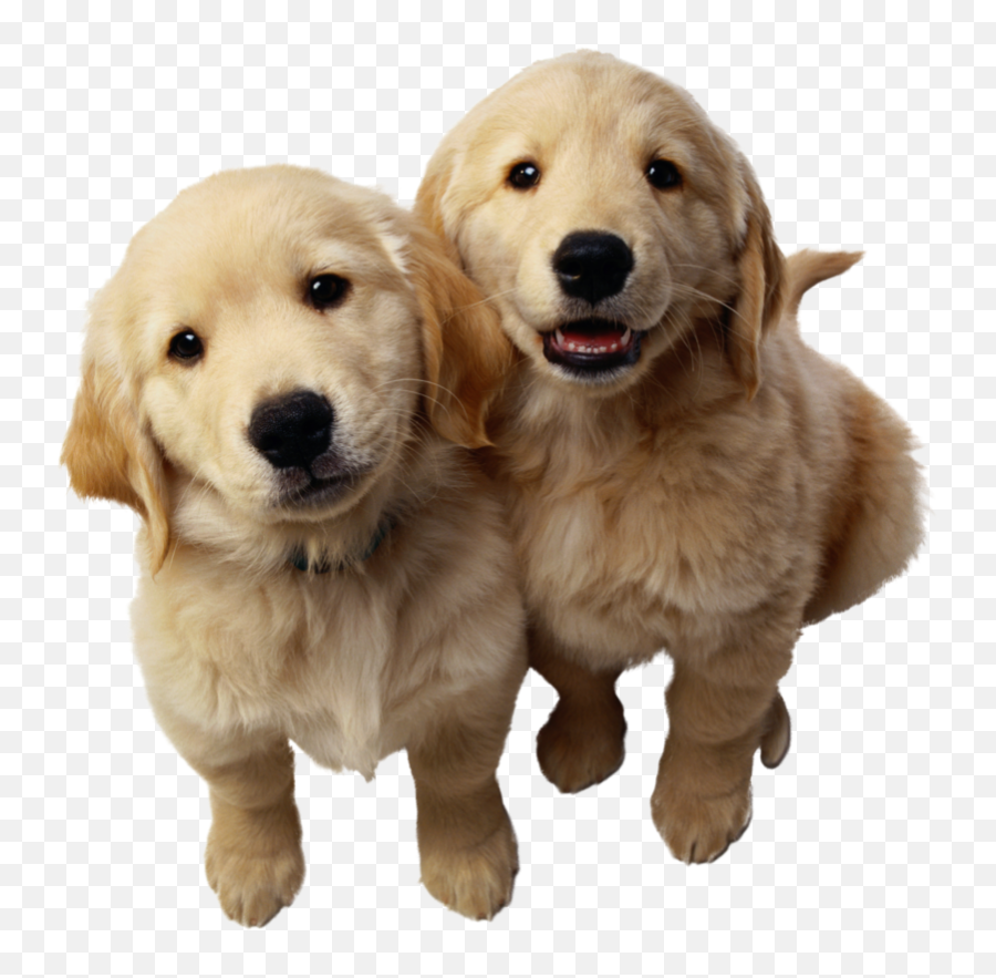 Puppy - Golden Retriever Puppies Png Emoji,Puppy Transparent Background