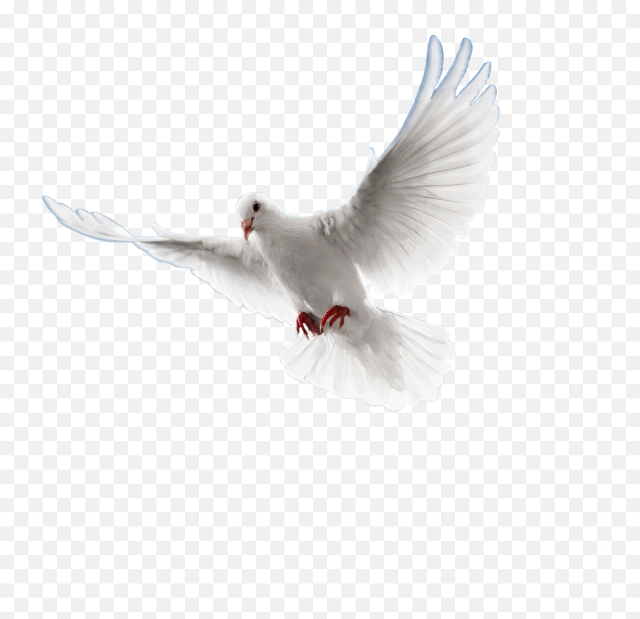 Palomas Png - Picsart White Birds Png Emoji,Paloma Png