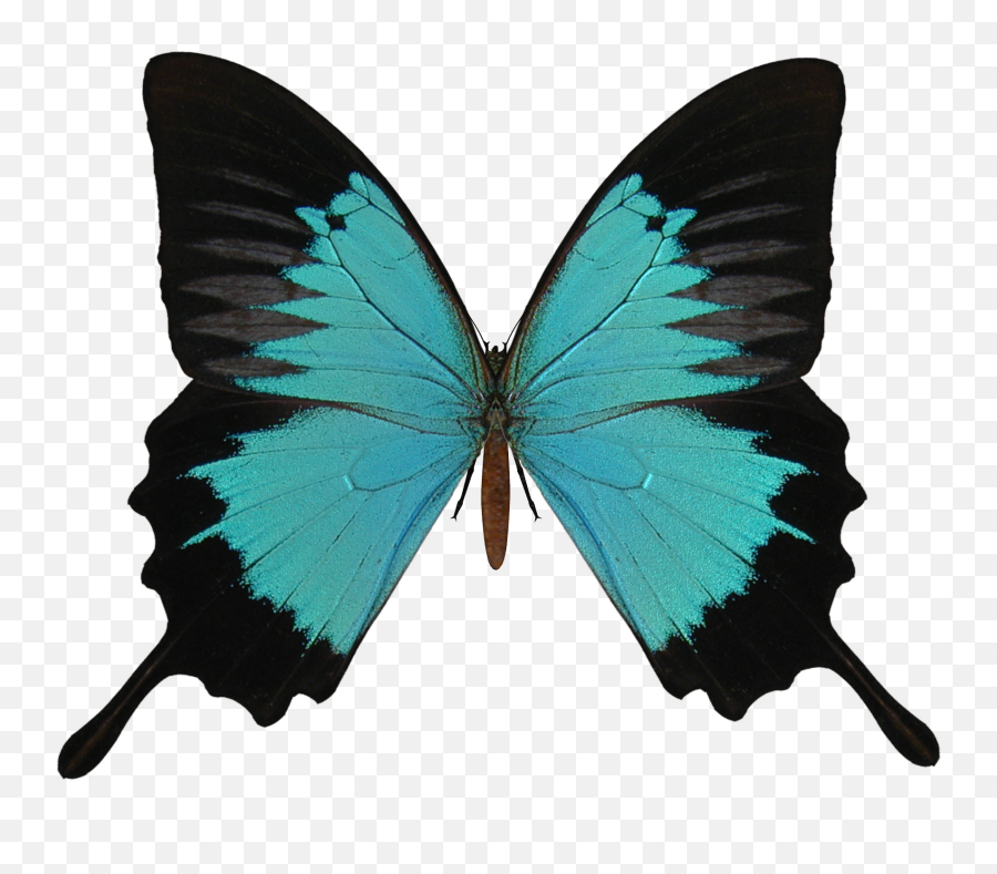 Butterfly Png Image - Transparent Background Butterfly Wing Png Emoji,Butterfly Png