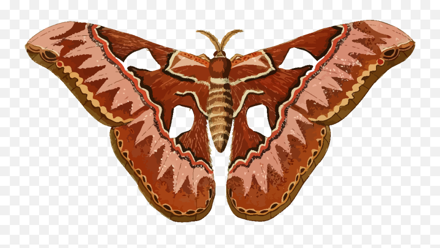 Moth Free Rothschildia Aurota - Moth Clip Art Emoji,Moth Transparent
