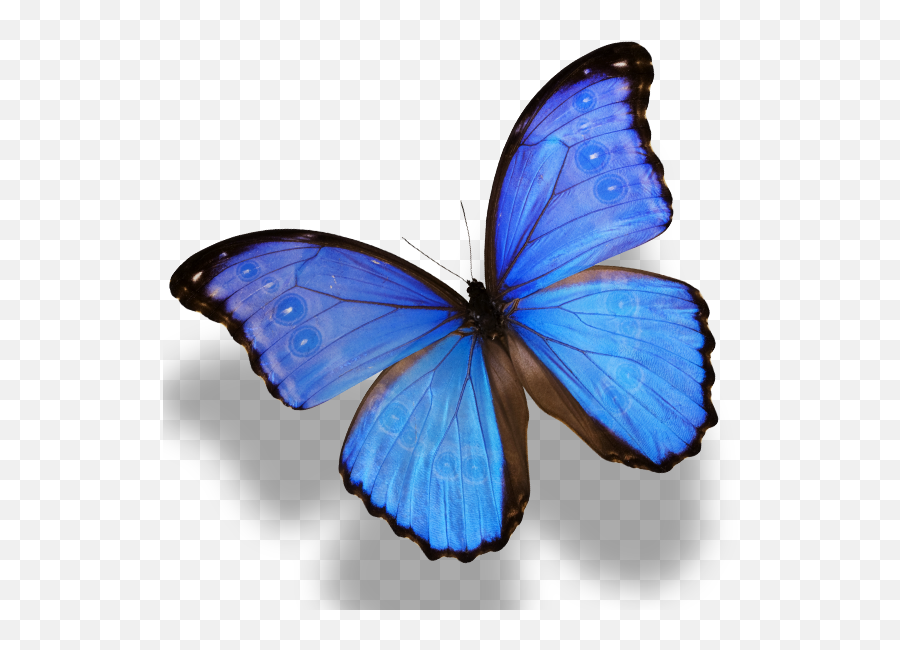 Download Butterfly Monarch Amathonte Emoji,Monarch Clipart